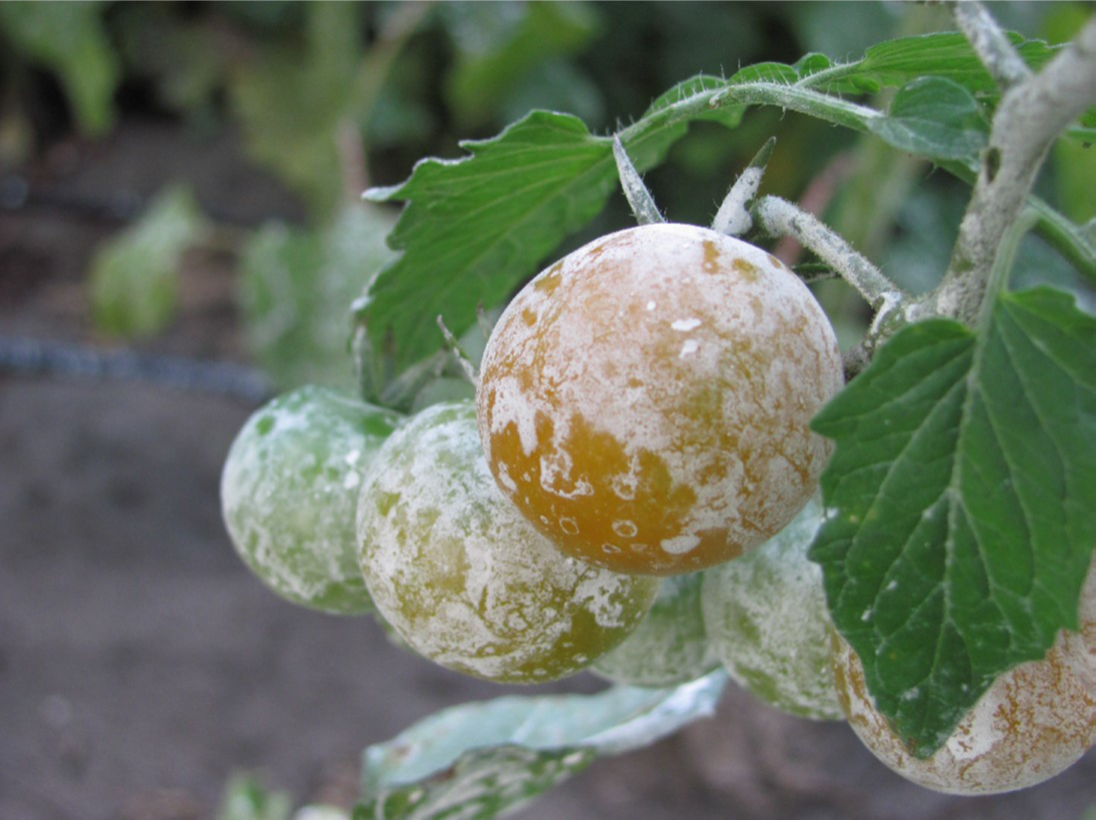 Diatomaceous Earth & Kaolin Clay